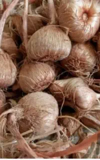 چندنفر کارگرخانم هستیم برای وجین کردن وپیاز زعفران