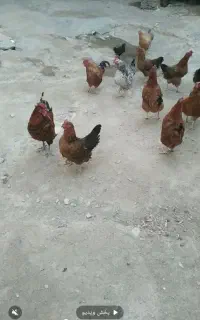 مرغ وخورس  تعداد ۲۶