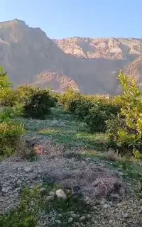 فروش باغ، درشهرخوش آب وهوای فارغان