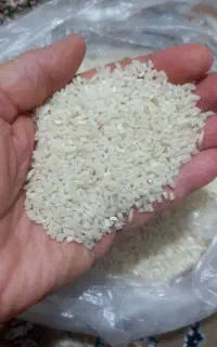 برنج نیم دانه هاشمی درشت و ریز