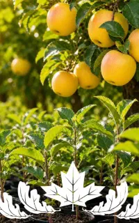 خرید نهال سیب اسموتی