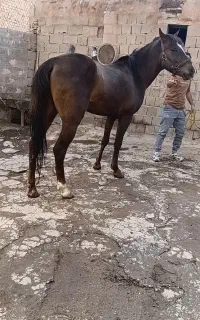 اسب نر