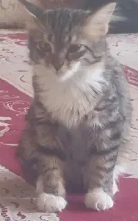 توله گربه
