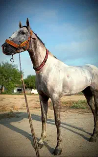 رام کردن اسب کورسی