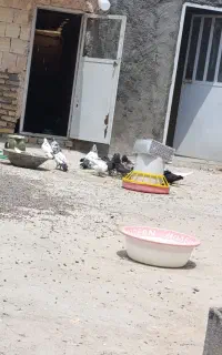 کره و بره