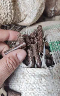 کنجاله کنجد. سیاهدانه. افتاب