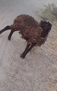 یک عدد ماده افشار