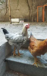 مرغ رسمی