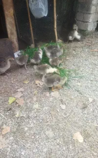 بچه غاز