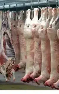 پخش گوشت گوساله