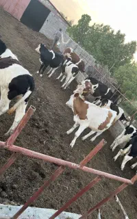 شیر گاو بدون واسطه بدون دستکاری محلی محلی