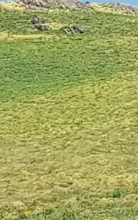 علف