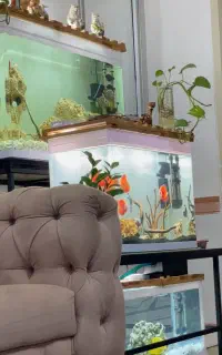اکواریوم