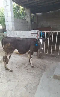 گوساله ماده