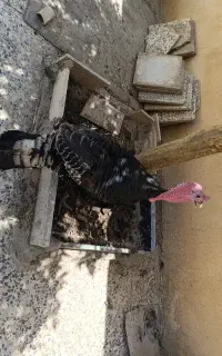 بوقلمون نر و ماده