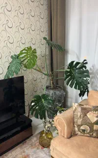 برگ انجیری و گلدان