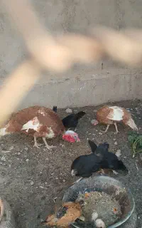 بوقلمون