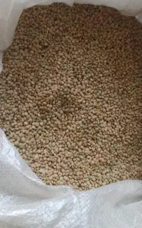 عدس تازه