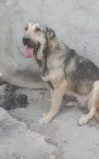 ماده حمال