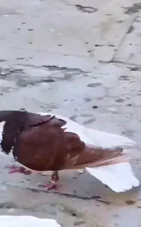 کبوترپرشی