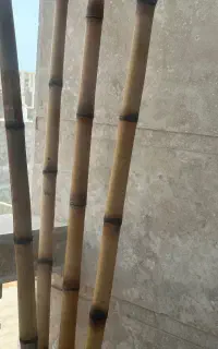 چوب بامبو