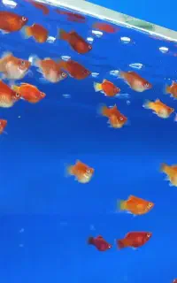 ماهیان زینتی و لوازم جانبی آکواریوم.