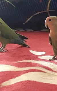جوجه کوتوله