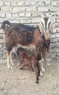 یک عدد بز دورگ پاکستانی جوان شیرا بایک بزغاله نر