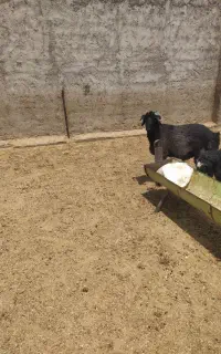 بره