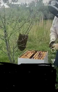 موم زنبور عسل