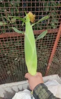 بلال درجه یک باغی