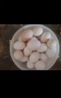تخم مرغ محلی