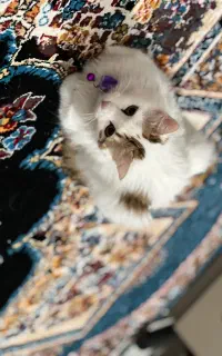 واگذاری گربه