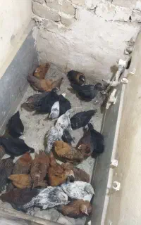 جوجه گلپایگان