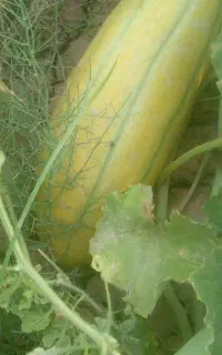 خربزه