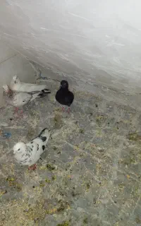 کفتر