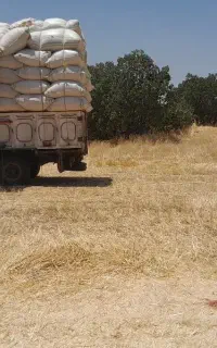 کاه