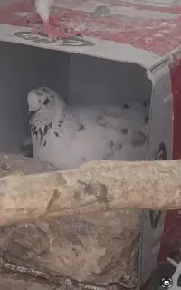کفتر
