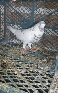 کبوتر
