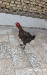 مرغ تخم  کن