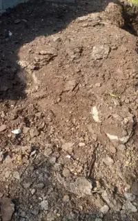 کودحیوانی گوسفندی و گاوی سوخته سوخته