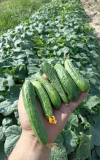 خیارسبز محلی فضای باز