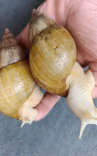 حلزون اچاتینا