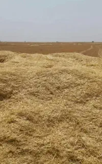 فروش کاه گندم و جو تمیز