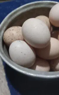 تخم لاری