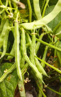 لوبیا چیتی