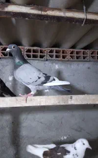 کبوتردورگ وتکپر