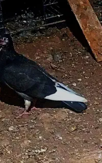 کبوتر سالم