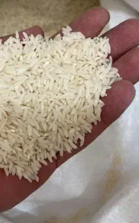 نخوددیم لوبیا برنج سالم دورودلرستان موجودتناژخورد