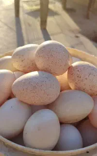 تخم بوقلمون ومرغ واردک نطفه دار